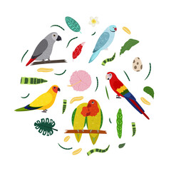 Design template with parrots in circle for kid print. Round composition of tropical birds lovebirs, macaw, african grey parrot jaco. Vector set of jungle life in cartoon style.