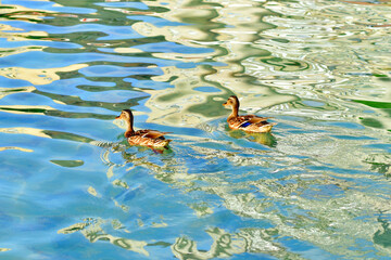 Two gray wild ducks swim on the surface of the reservoir.