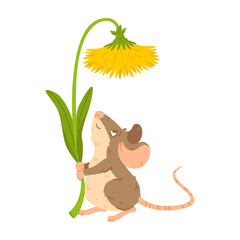 Little forest mouse holding dandelion. Meadow vole with flower. Rat keep blossom. Vector character isolated illustration on white background.