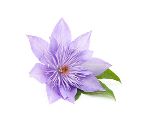 Blue beauty clematis.