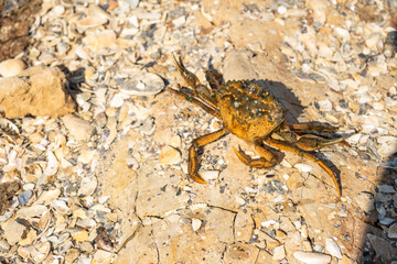 Sea crab on the seashore. Selective focus
