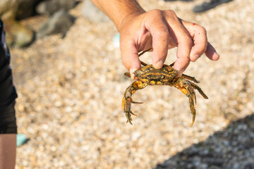 Catch a sea crab on the seashore. Selective focus
