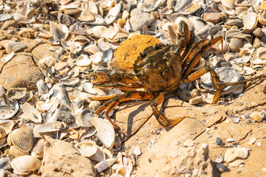 Sea crab on the seashore. Selective focus
