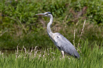 静止するアオサギ