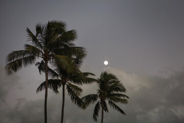 Fototapeta na wymiar Palm trees against the night sky in Honolulu, Hawaii.