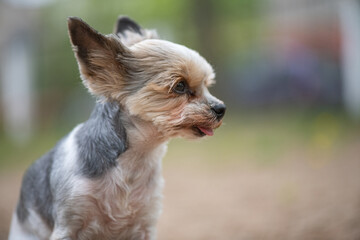 A beautiful purebred little Yorkshire terrier playing on the ground in the schoolyard.