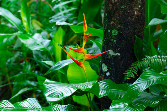 Heliconia flower in Rain Forest, Central America. Soconusco region in Chiapas, Mexico.