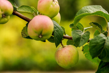 Harvest of apples ripening on an apple tree at the end of the summer season, green and yellow natural background.