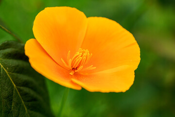 Macro of  Golden poppy, Eschscholzia californica, the California poppy, orange flower on green natural background, Beautiful summer background blooming garden. 
