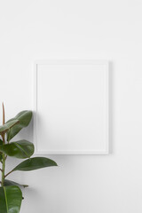White frame mockup on the wall with a ficus plant.