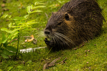 Biber in freier Wildbahn beim fressen einer Haselnuss