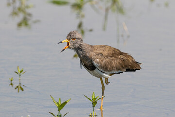 片足で威嚇するケリ