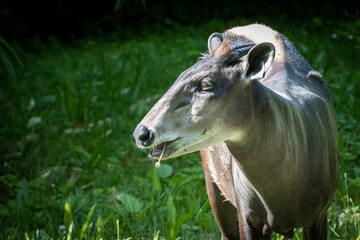 portrait of an african yellow-backed duiker