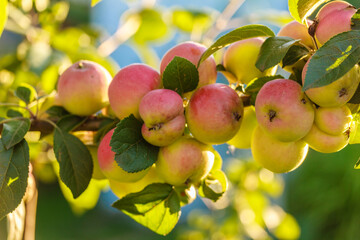 A lot of small red and yellow apples ripening on an apple tree in the garden, green leaves and blue sky in the background, shallow focus
