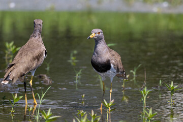 互い違いに立つケリ