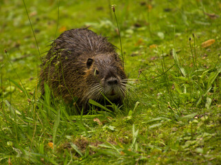 Biber in freier Wildbahn beim fressen einer Haselnuss