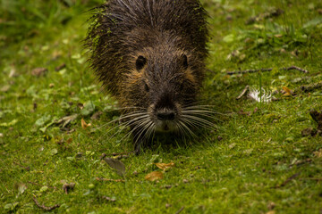 Biber in freier Wildbahn beim fressen einer Haselnuss