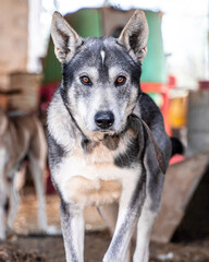 Portrait of Husky dog with brown-orange eyes.