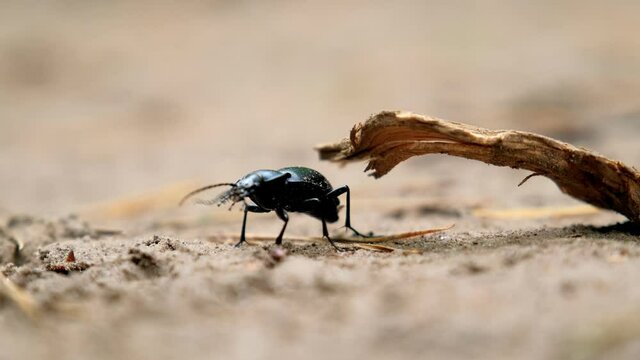 Giant Dark Green Black Beetle Bug Walking under Piece of Wooden Branch on Sand and Withered Tree Needles in Forest.