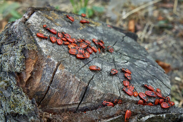 Soldier beetles are sitting on a tree stump. Many red beetles photographed close-up on a wooden stump.