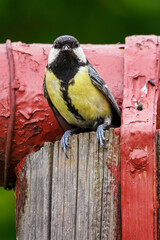 A cognac cheese bird sitting on a wooden post with a painted metal pipe.