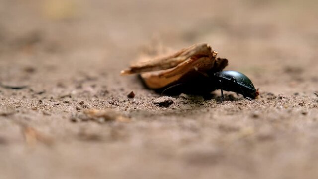 Giant Dark Green Black Beetle Bug Walking under Piece of Wooden Branch on Sand and Withered Tree Needles in Forest.