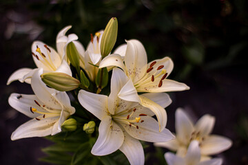 Lots of white lilies close up