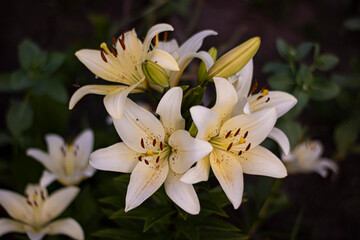 Lots of white lilies close up