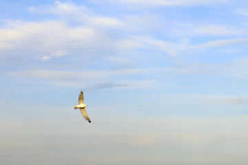 A seagull bird flies in the blue sky