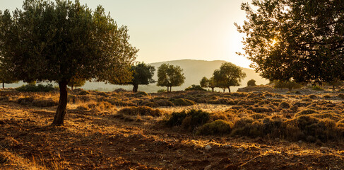 Olive Grove on the island of Greece. plantation of olive trees.