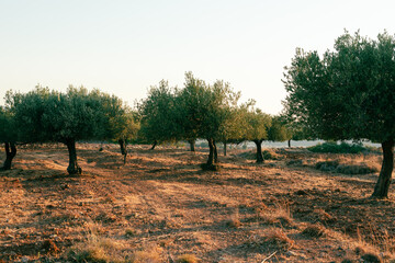 Olive trees in the field..