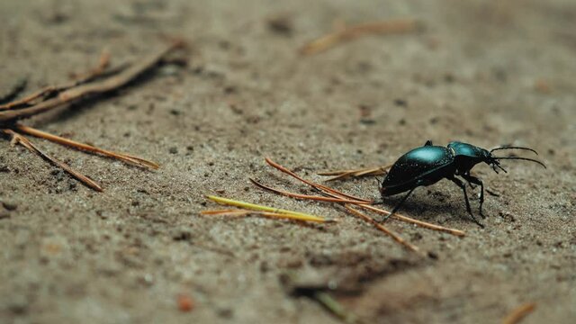 Giant Dark Green Black Beetle Bug Walking with Persistence on Sand and Withered Tree Needles in Forest
