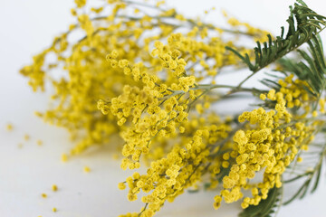 Sprigs of mimosa on a white background. Spring concept