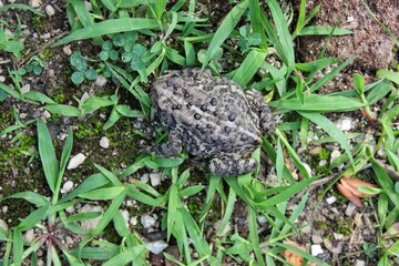 Old warty toad hopping around the rocks and plants.