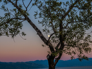 Tree branches with sunset and moon in the background
