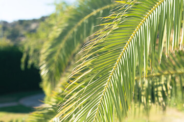 Borassus flabellifer,Sugar palm, Cambodian palm