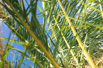 Tropical palm leaves, blurred background