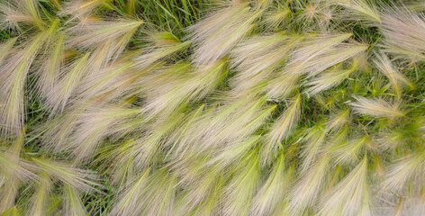 fluffy grass close up, Maned barley, eco background. Summer nature wallpaper.