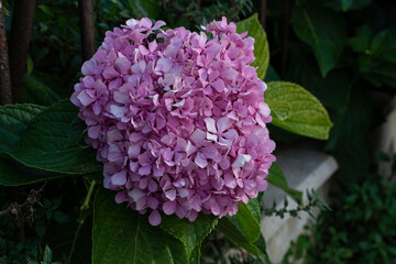 flowers in the garden