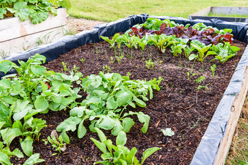 Young radishes, carrots, leeks, chard, lettuce and spinach growing in a raised bed.
