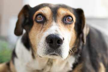 portrait of a dog