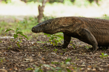 Komodo dragon walking in Komodo island