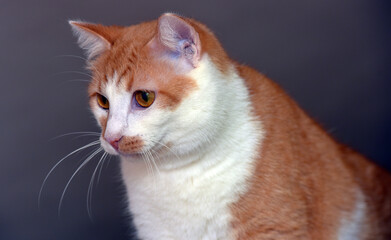 red and white beautiful plump cat - 452974593