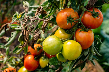 Grappe de grosses tomates bio, biologiques, dans un potager