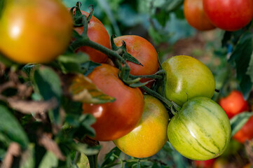 Grappe de grosses tomates bio, biologiques, dans un potager