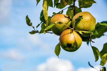 Grappe de pomme bio, biologique, sur un fond de ciel en été