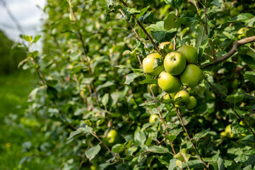 Fototapeta premium Grappe de pommes bio, biologiques, sur un pommier