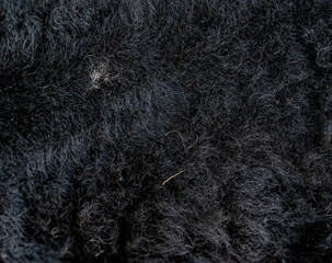 Texture d'un pelage laineux de brebis ou mouton noir