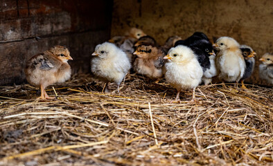 Jeunes poussins dans une ferme à la campagne © Jerabarb