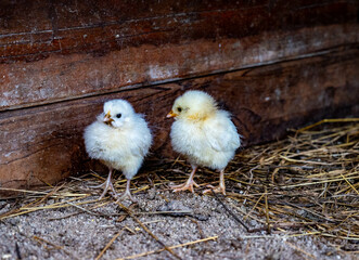 Jeunes poussin dans une ferme à la campagne © Jerabarb